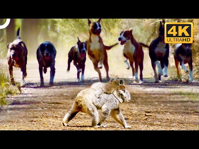 Wild Dingo Dogs Chase A Koala And Her Baby!  | 4K Animal Documentary