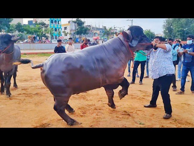 Great Gama Champion Bull for 2022 Sadar Festival | Daruwala Madhu Yadav