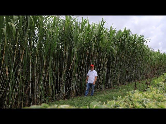 I Visited The Biggest Livestock Feed Production Farm In Kenya | Become Rich Between 3-6 Months