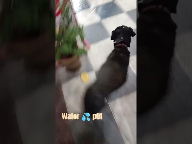 chota sa प्रयास inko पानी के लिये भटकणा ना पडे. #doglover #dogsstreet #short viral #cat #