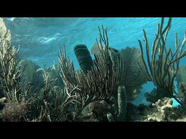 Snorkeling Glover's Reef at Glover atoll resort - Belize 2022 - part 1