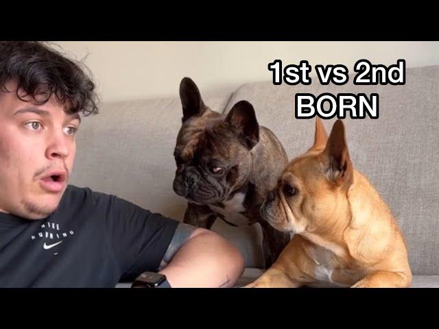 Funny Dog Reactions / 1st vs 2nd Born