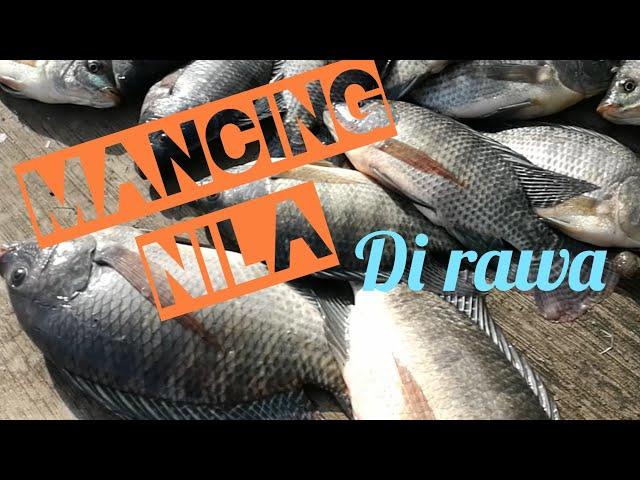 LUNGA MANCING IKAN NILA/MUJAER