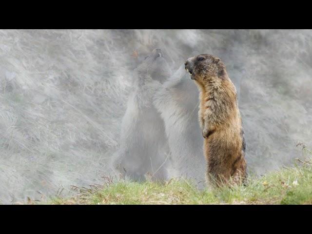 BirdingTours-Reise Kärnten 2021