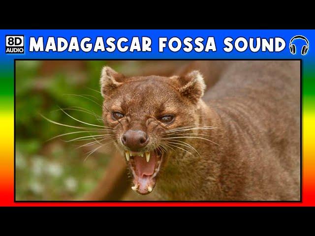  MADAGASCAR FOSSA SOUND - MADAGASCAR FOSSA SOUND EFFECT - NOISE MADAGASCAR FOSSA