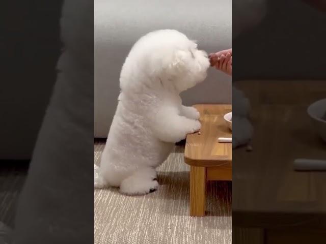 재미있는 동물영상 Funny Animal Videos 2023  #shorts