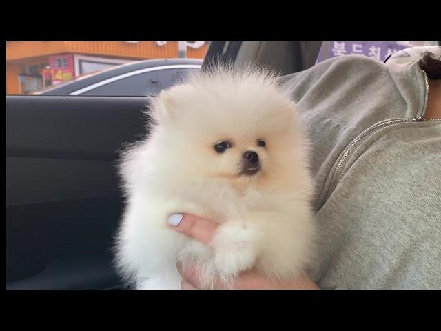 견주님과 찰떡궁합인 명품포메 | 천안 강아지분양 | 포메라니안 분양 | pomeranian