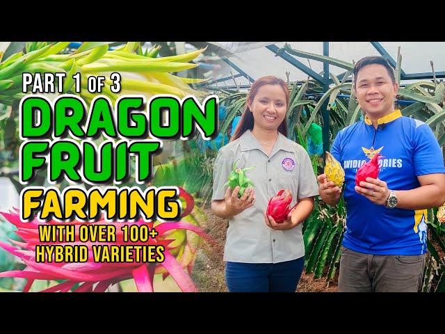 AMAZING DRAGON FRUIT FARMING: FROM PERSONAL CONSUMPTION TURNED FULL SCALE BUSINESS W/ 100+ VARIETIES