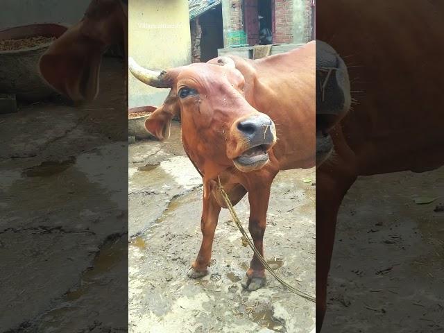 big cow  part - 02 #village #cow #sound #short #shortsvideo