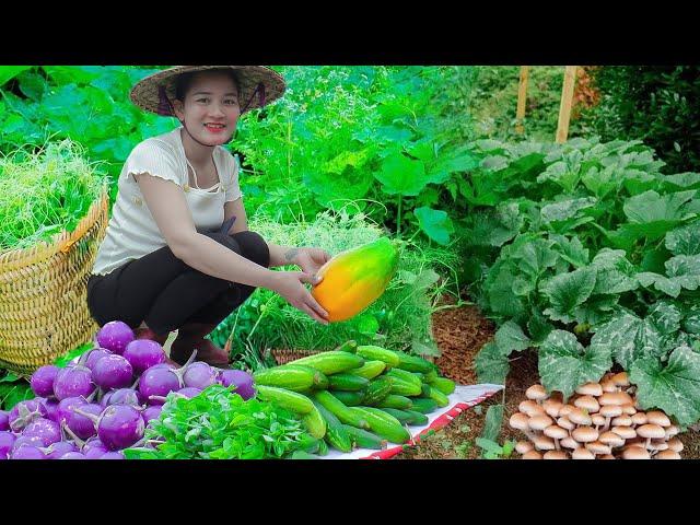 Harvesting Cucumbers & Fruits, Building a Simple Stove | Cooking Fresh Food