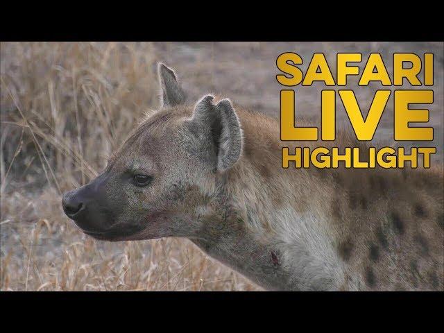 High hopes for a hyena den