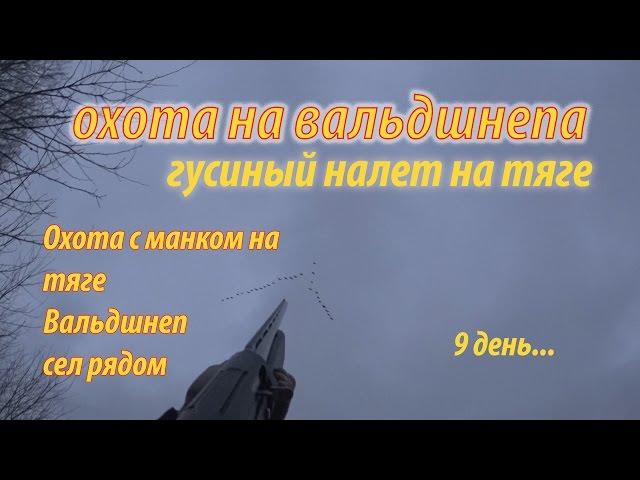 Охота на вальдшнепа и налет гусей на тяге (весенняя охота 2016)манок на вальдшнепа сработал