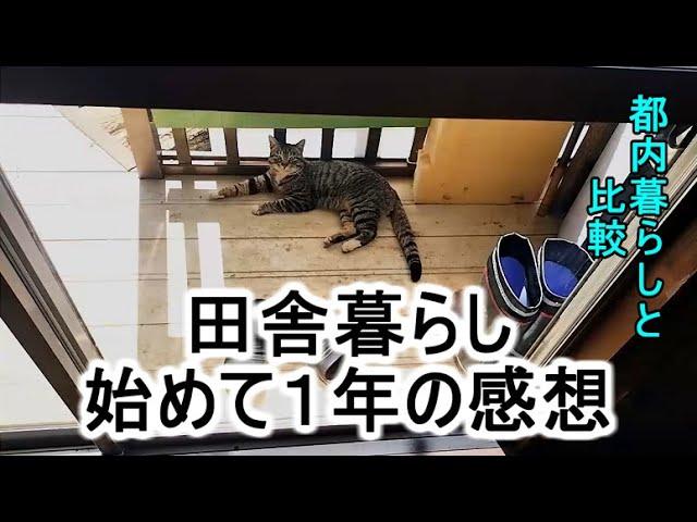 猫ちゃんのおかげ　点数は８０点