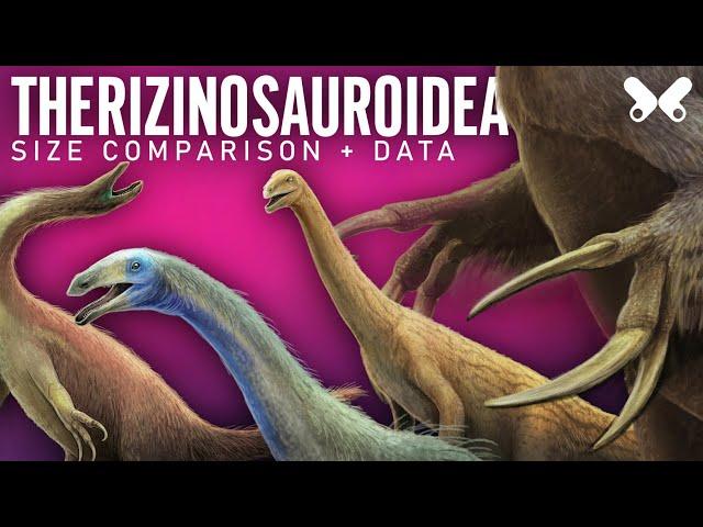 THERIZINOSAURIA Dinosaurs size comparison and data