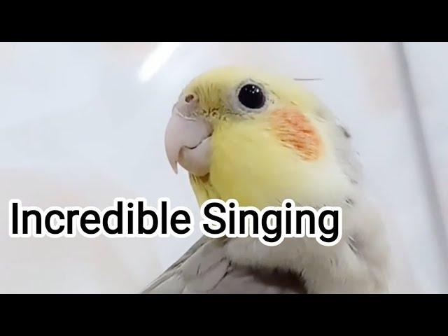 Incredible Singing Dancing Cockatiel 