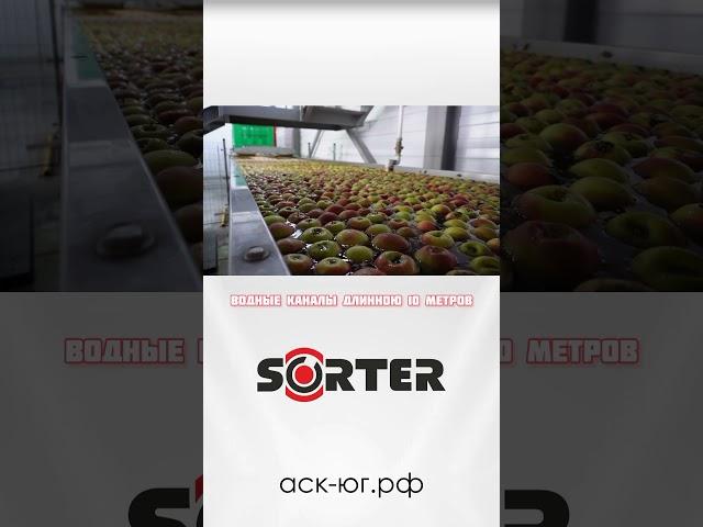 Линия сортировки яблок SORTER до 5 тонн в час(часть 1) #садоводство  #агротехнологии #sorter #яблоки
