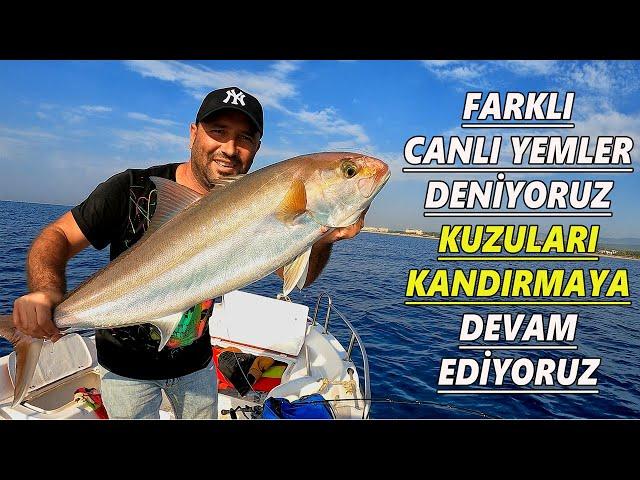 Kuzu - Akya - Amberjack Avı. Bu Canlı Yem Mıknatıs Gibi Kuzuları Çekiyor Ve Oltaya Yapıştırıyor...