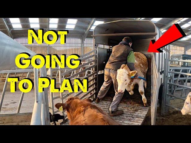 I Came Off Worse | Cows Come In | Shed Demolition