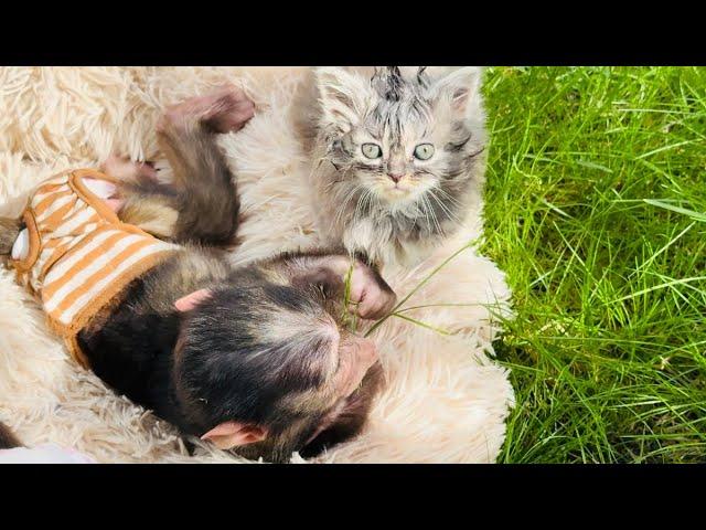 Котенок Мона умывает и себя и маленького Финика, а Анфиса радуется жизни)))
