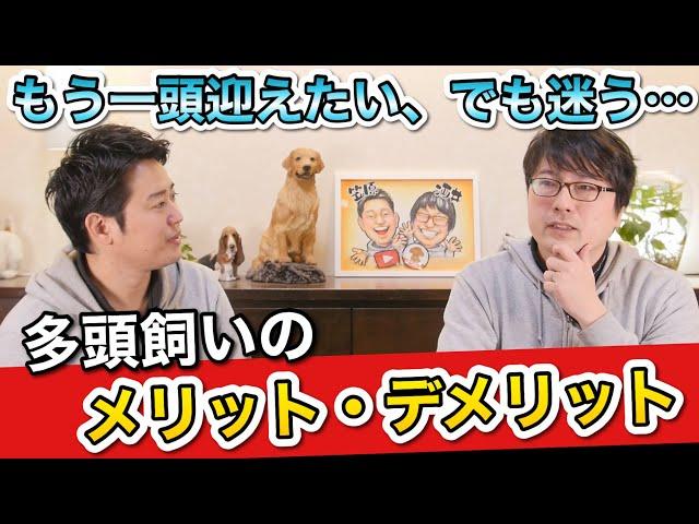 もう１頭飼いたい？なら絶対確認してほしい【多頭飼いのメリット・デメリット】をペットショップ店長が解説します！