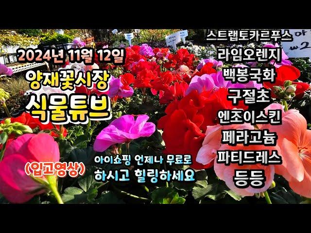 양재꽃시장 식물튜브 2024년 11월 12일  입고영상 시청 하시면서 힐링타임 되시길 바래요~  #양재꽃시장 #식물튜브 #월동 #관엽 #식물아빠