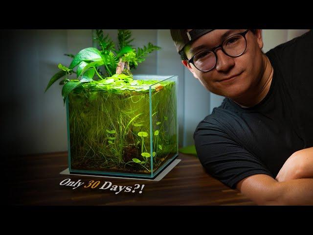 The Desktop Shrimp Cube (30 Days Later) | Great Growth!