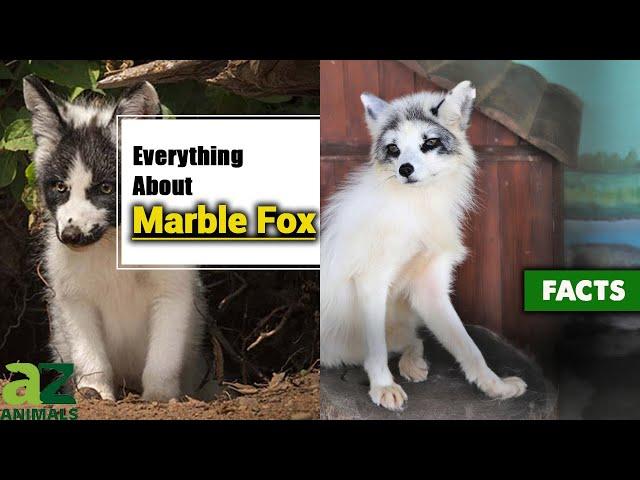 The Canadian Marble Fox: Everything You Need to Know!