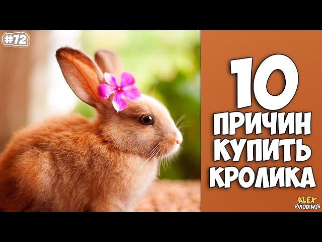 10 REASONS TO BUY THE RABBIT - Interesting Facts!