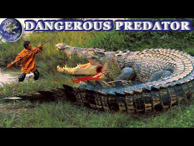 TOP 10 more Dangerous types of  Crocodiles in the World