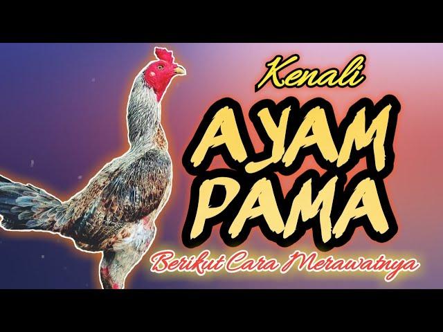 Pama's Chicken and How to Take Care of It