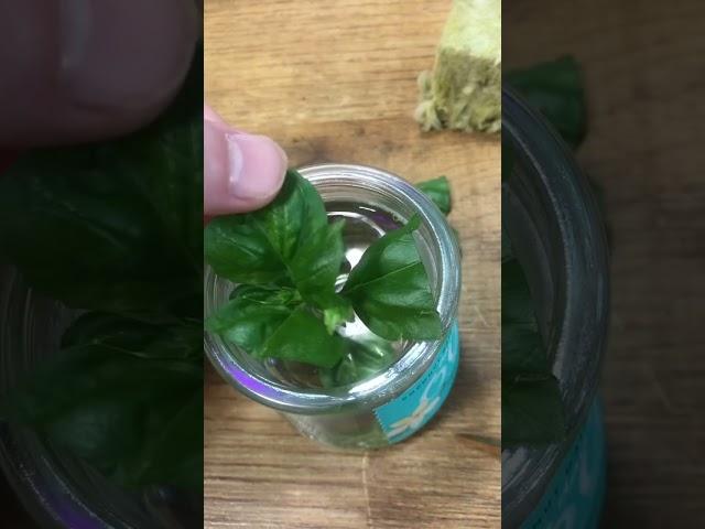 How I clone and grow basil from seed for hydroponics #basil #propagation #plants