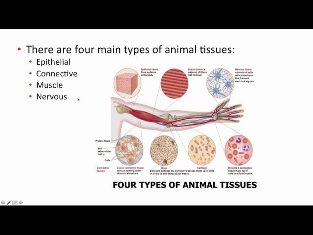 BCOR011WL Chpt 40 - AnimalOrgHomeo