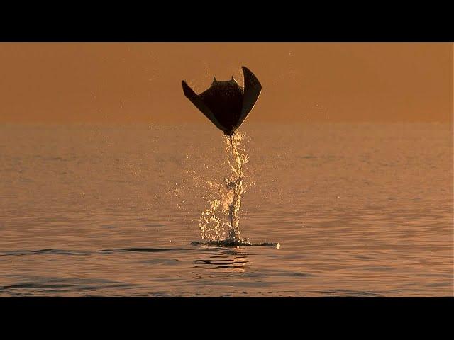 Planet Earth III: Official Trailer | BBC Earth