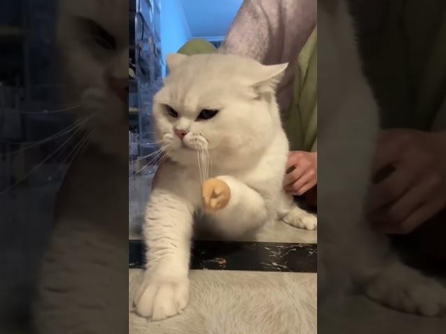 funny cat#cat#cats#catlover #catshorts #funnycats#youtubeshorts #funnyvideo #music#moneycat#my