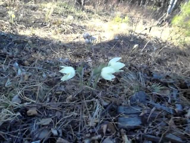 Багульник и подснежники. Ангарск.