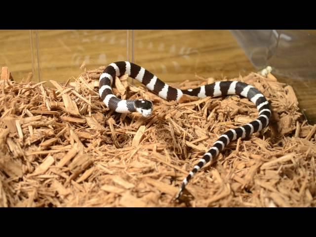 The Herp Lair, Black and White Striped California King Snake (Colubridae) Non Venomous