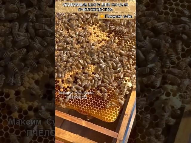 Основные шаги для начала пчеловодства! Покупка пчёл! Развитие пчеловодства для Новичков!