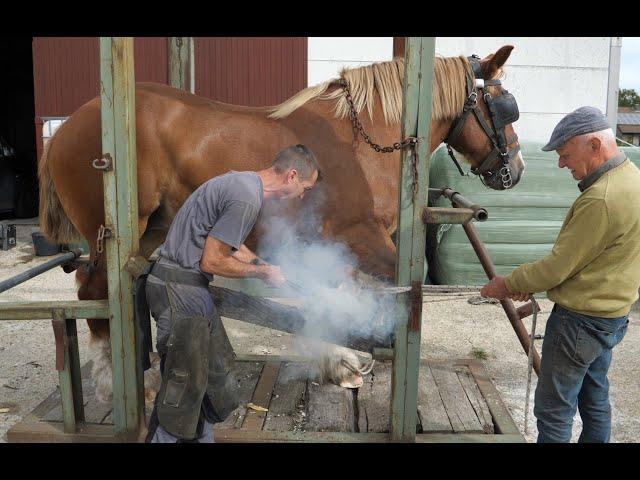 Belgian Draft Horses: farrier is a profession for strong men