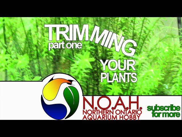 How to Trim Aquatic Plants  Trimming Stem Plants Tutorial  Foundations in Aquascaping