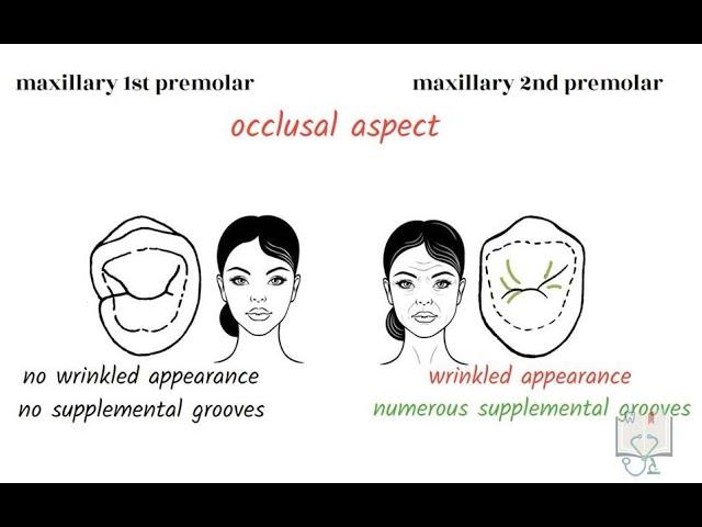 Differences between Maxillary 1st & 2nd Premolar