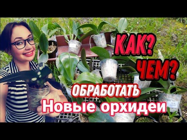 ️ ТАК и ТОЛЬКО ТАК ️ Обработка новых ОРХИДЕЙ. Всё до мельчайших подробностей.