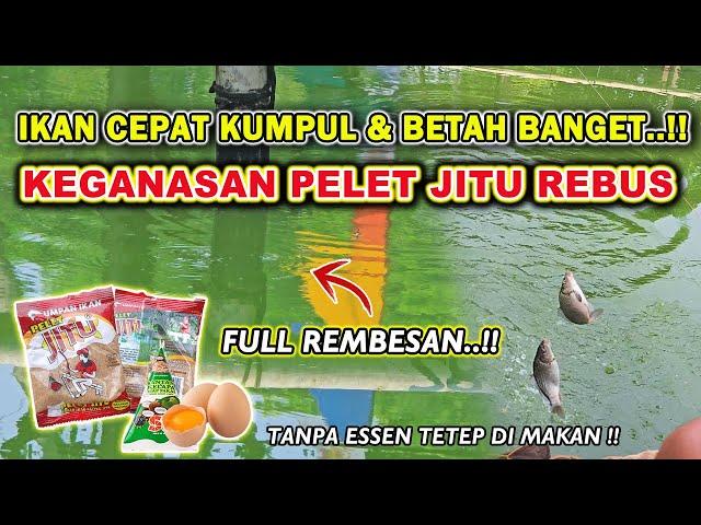 RACIKAN PELET JITU REBUS !! RESEP UMPAN IKAN MAS KILO GEBRUS DADAKAN SIMPEL TAPI JAHAT