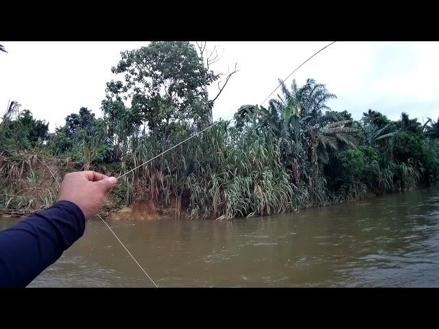 Teknik Pacing layang.. jadi pilihan  untuk mendaratkan lampam sungai kampar.... bersaiz abah..