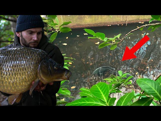 Neglected London river holds big fish!! (Carp fishing)