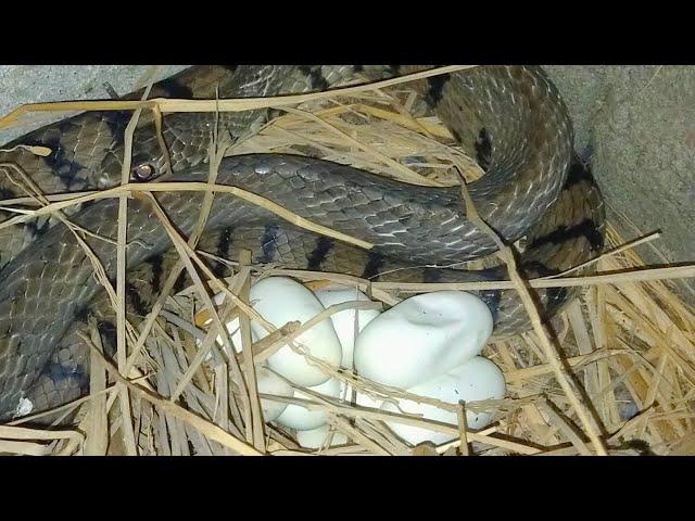 The Best Video Snakes and eggs | sreyloeng Home Trap