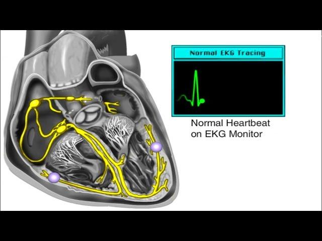 How the Heart Works - Electrical System of the Heart Animation - Cardiac Conduction Video - ECG