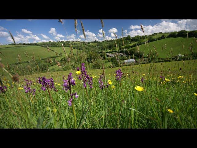 The restoration of the wildflower meadows at Deer Park Farm, Audrey Compton