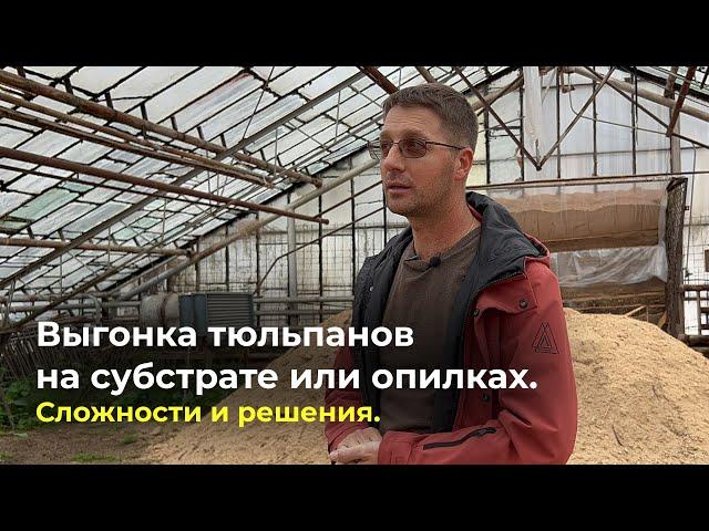 Выгонка тюльпанов на субстрате и опилках. Сложности и решения.