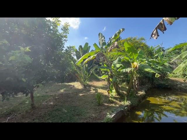 4 Garden Houses and Various Fruit Trees for Sale in Thai Mueang, Phangnga