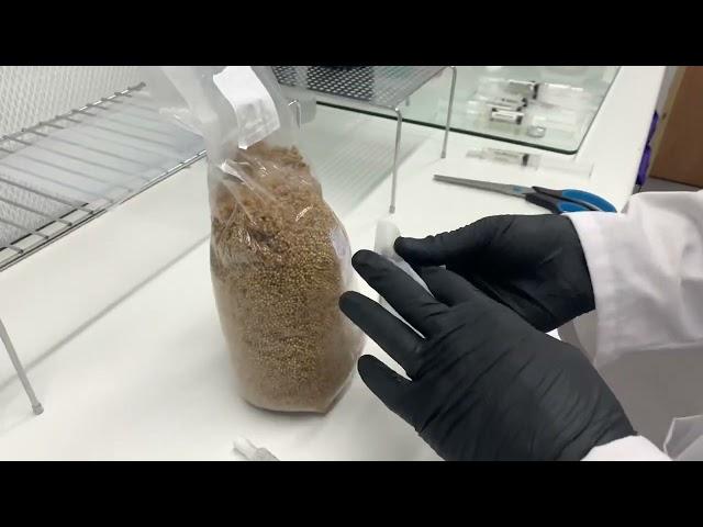 Making mushroom spawn with liquid culture syringes